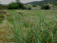 Tragopogon porrifolius