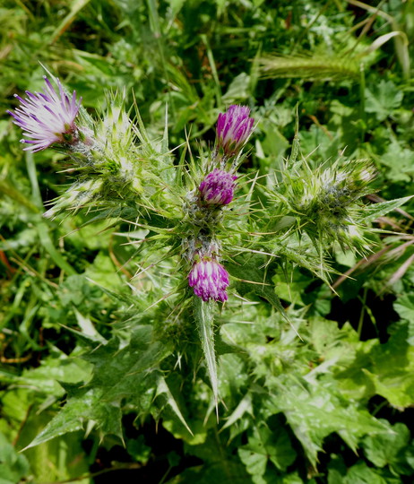 Carduus tenuiflorus