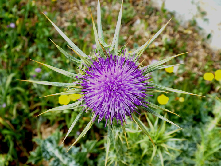 Silybum marianum