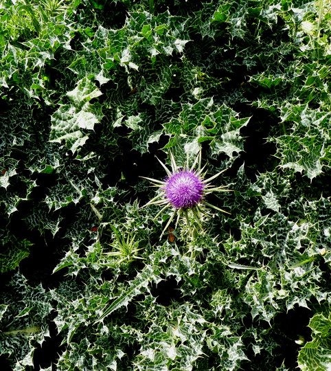 Silybum marianum