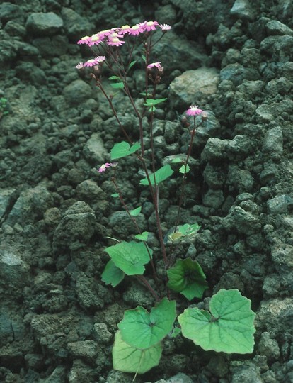 Pericallis echinata