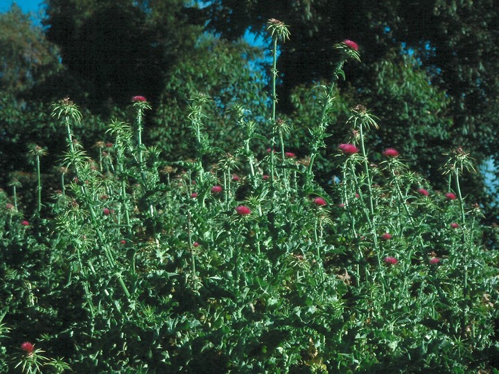 Silybum marianum