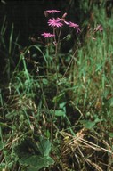 Pericallis cruenta