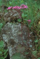 Pericallis cruenta