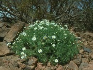 Argyranthemum tenerifae?