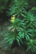 Sonchus congestus