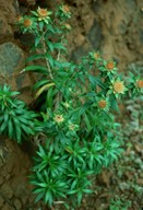 Carlina salicifolia