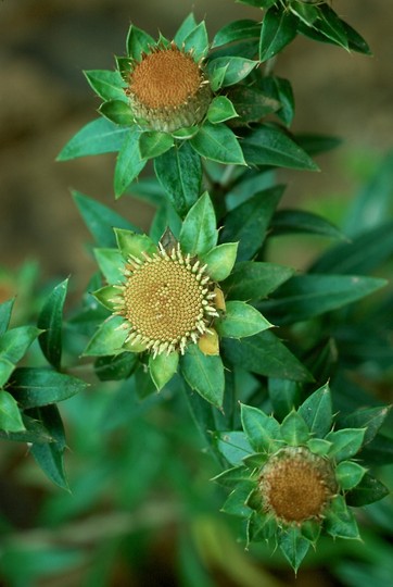 Carlina salicifolia