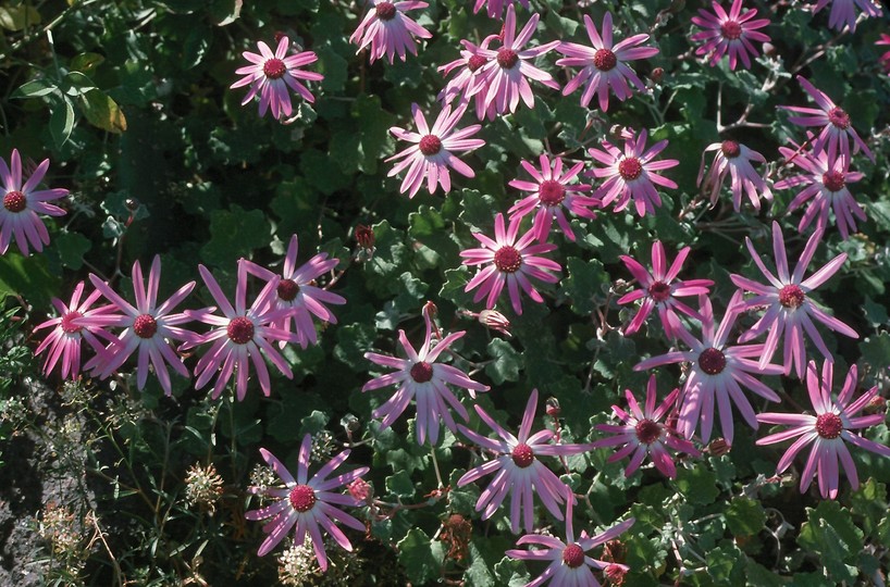 Pericallis lanata