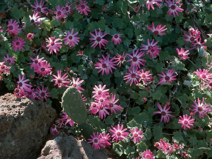 Pericallis lanata