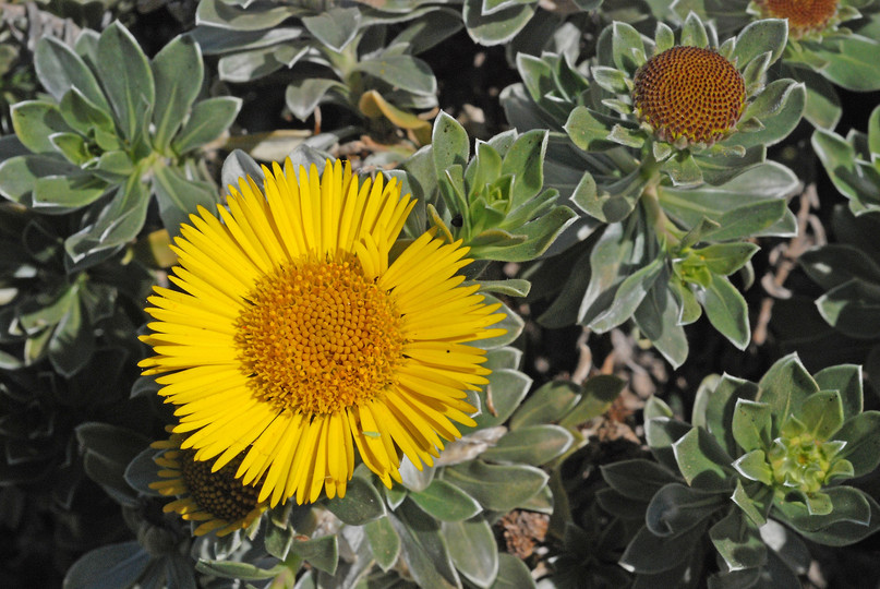 Asteriscus intermedius