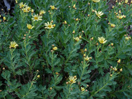 Argyranthemum maderense