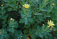 Argyranthemum maderense