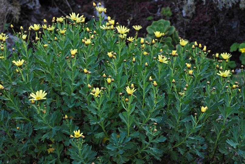 Argyranthemum maderense