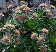 Carlina salicifolia