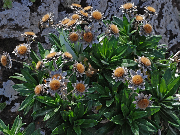 Carlina salicifolia