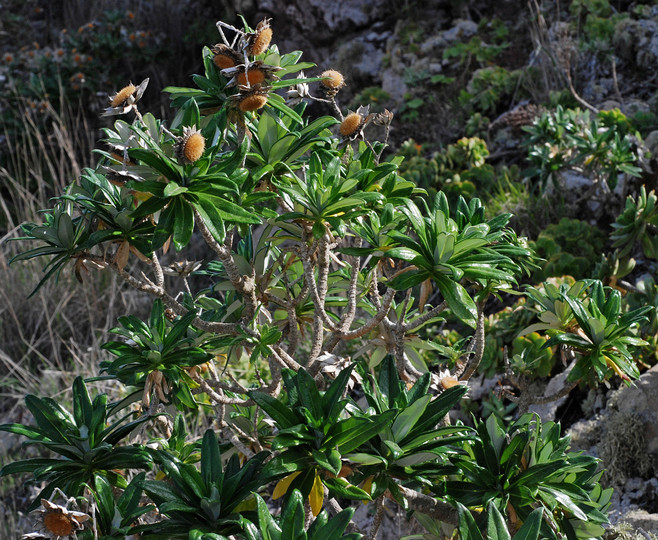 Carlina salicifolia