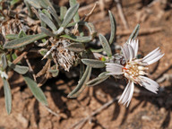 Atractylis preauxiana