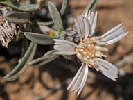 Atractylis preauxiana