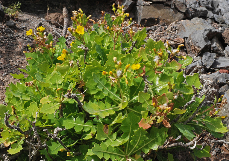 Sonchus brachylobus