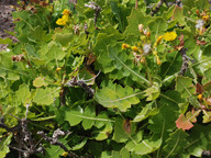 Sonchus brachylobus