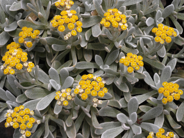 Helichrysum gossypinum