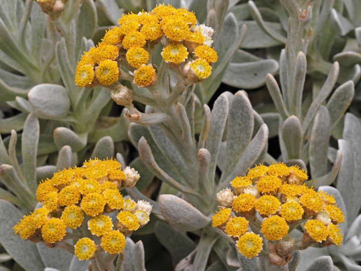 Helichrysum gossypinum