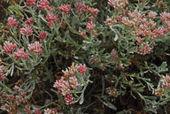 Helichrysum monogynum