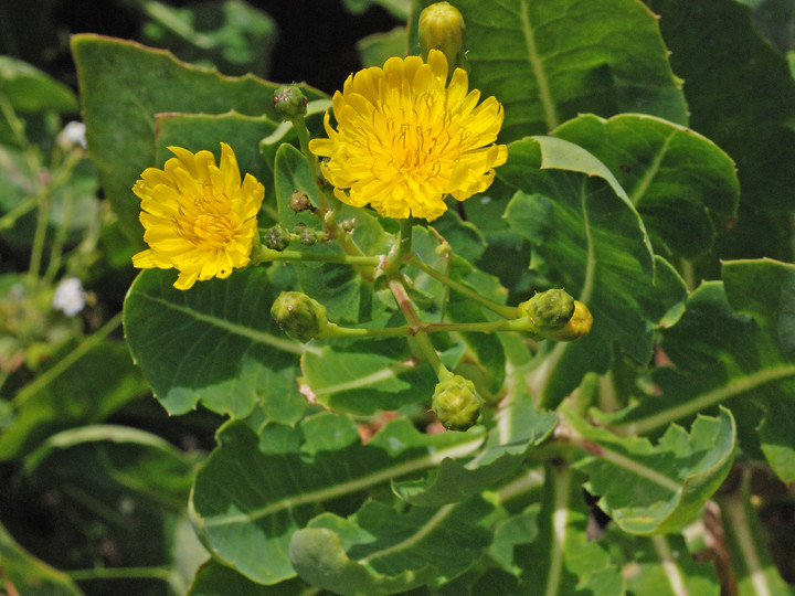 Sonchus brachylobus