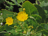 Sonchus brachylobus