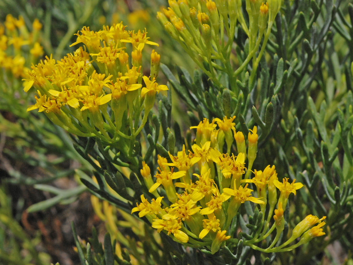 Canariothamnus hermosae