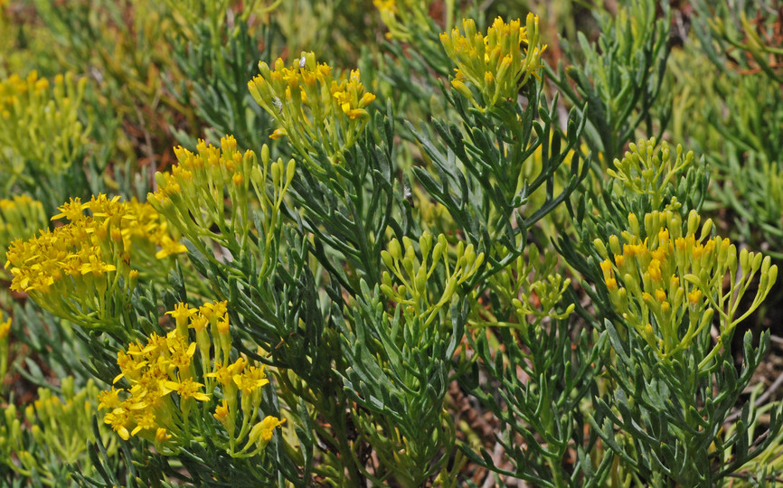 Canariothamnus hermosae