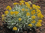 Helichrysum gossypinum