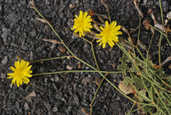 Launaea nudicaulis