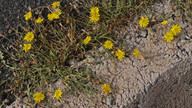 Launaea nudicaulis