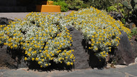 Helichrysum gossypinum