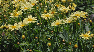 Argyranthemum maderense