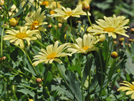 Argyranthemum maderense