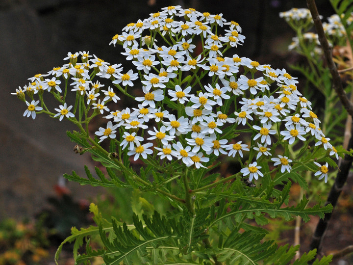 Tanacetum oshanahanii