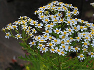 Tanacetum oshanahanii