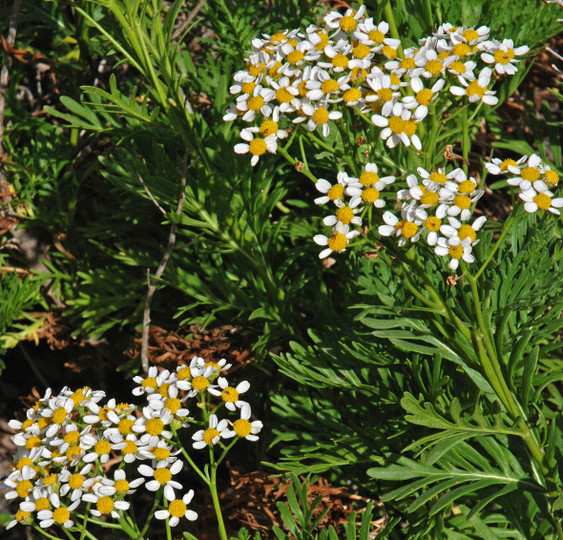 Tanacetum ferulaceum