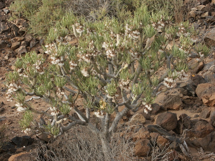 Kleinia neriifolia