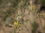 Taeckholmia pinnata