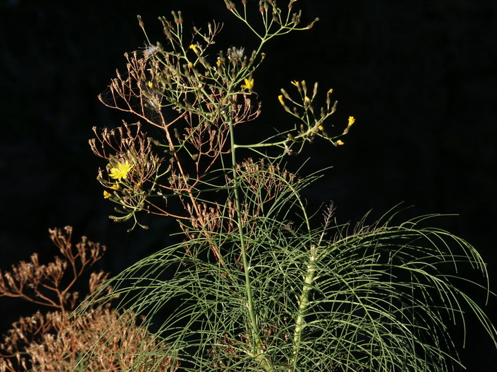 Taeckholmia pinnata