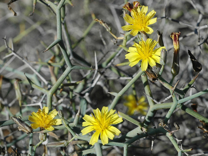 Launaea arborescens