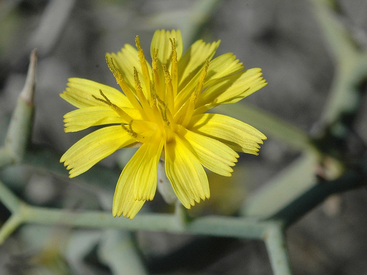 Launaea arborescens