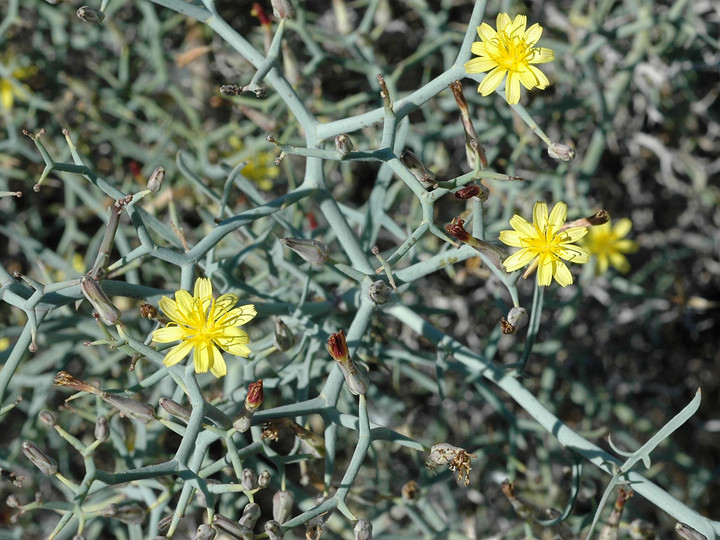 Launaea arborescens