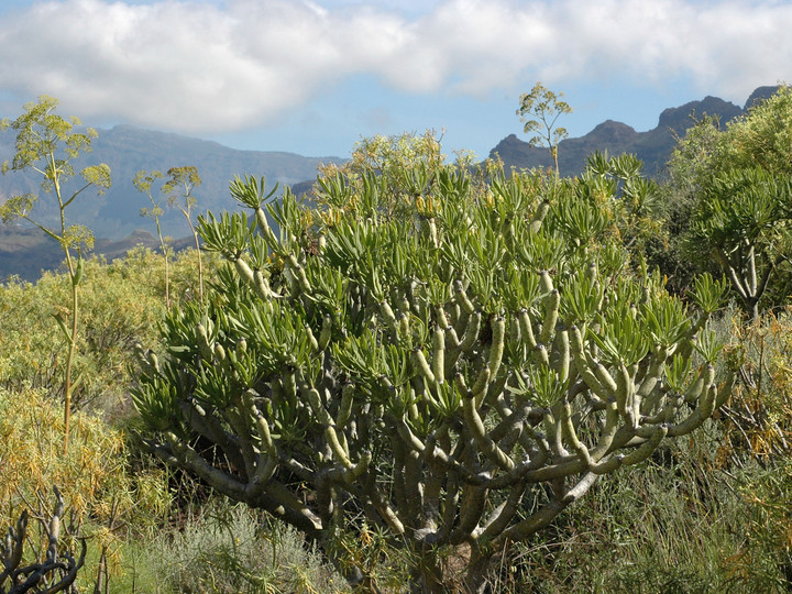 Kleinia neriifolia