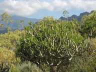 Kleinia neriifolia