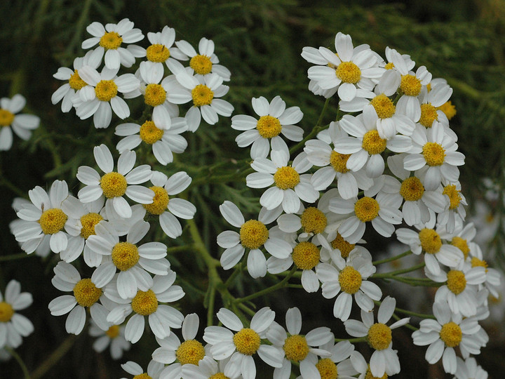 Tanacetum ferulaceum